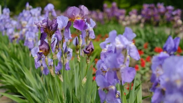 In spring, violet irises bloomed in the garden.