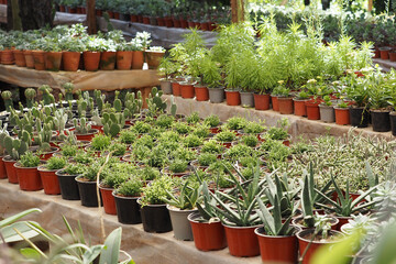 Live flowers and cactus in pots for sale at an outdoor market. .