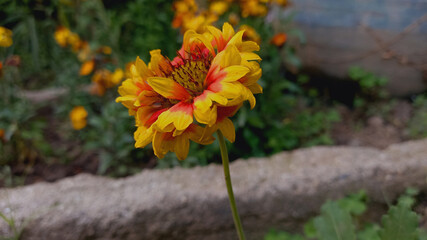  Firewheel, Blanket Flower, Gaillardia Pulchella Flower
