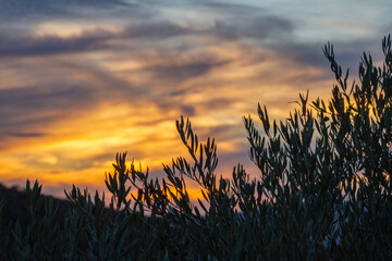 an olive tree with a sunset in the background