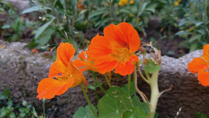 Nasturtium, Tropaeolum or Monk Cress Beauty
