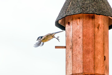 Flying Great Tit (Parus major) and DIY Nest box - birdhouse. Tit feeding the chicks, youngsters