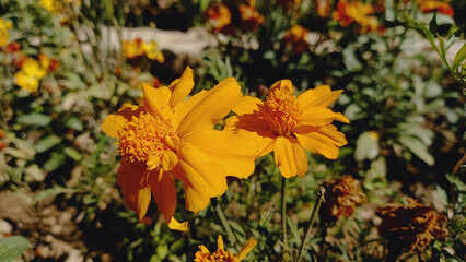 Copper Canyon Daisy, Merigold or Tagetes Linifolia Flower
