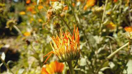 A beautiful flower of Calendula
