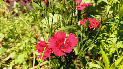 Pink Carnation or Clove flowers

