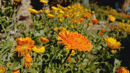 Gerbera or Pot Merigold Yellow Flower
