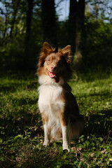 Adorable brown Australian Shepherd sits in a green clearing in the park on sunny summer day. Beautiful thoroughbred dog with funny fluffy ears and piercing eyes. Aussie red tricolor walks outside.