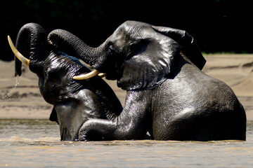 Elephants playing in the water