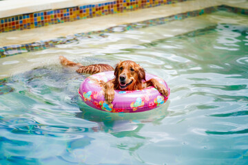 Cute brown happy dog swimming with inflatable pool ring in a shape of a donut