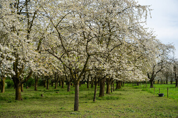 Spring blossom of cherry trees in orchard, fruit region Haspengouw in Belgium, nature landscape