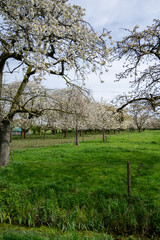 Spring blossom of cherry trees in orchard, fruit region Haspengouw in Belgium, nature landscape