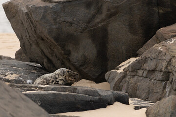 Cute little harbor seal basking in the sun on the beach when I took this picture. The black spots...
