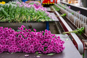Package line of Chrysanthemum flowers in Dutch greenhouse, boxing, making bouquets for shops and auctions world wide delivery, package belt - obrazy, fototapety, plakaty