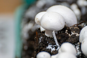Growing of white champignons mushrooms, mycelium grow from compost into casing on organic farm in...