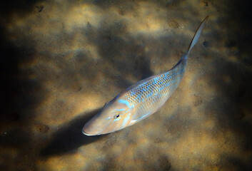 Spangled Emperor is important commercial fish of the Red Sea and Pacific Ocean, its scientific name...