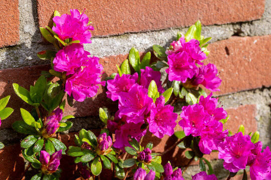 Pink blossom of rhododendron azalea flowers in spring garden