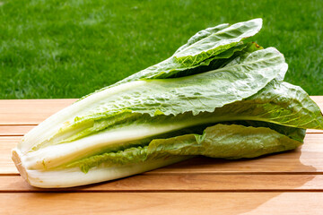 Green romaine cos lettuce source of vitamins, ready to eat