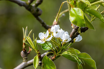 Organic farming in Netherlands, rows of blossoming conference pear trees on fruit orchards in...