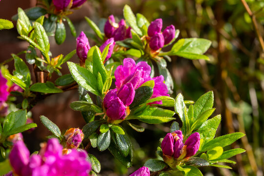 Pink blossom of rhododendron azalea flowers in spring garden