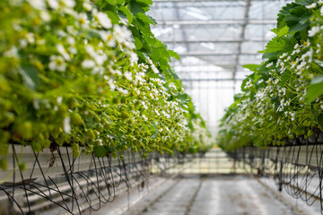 Dutch glass greenhouse, cultivation of strawberries, rows with growing strawberries plants