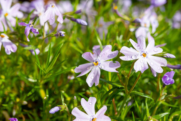 Spring blossom of mountain emerald blue creeping phlox subulata in garden