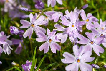 Spring blossom of mountain emerald blue creeping phlox subulata in garden