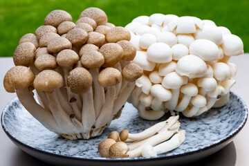 White and brown shimeji edible mushrooms native to East Asia, buna-shimeji is widely cultivated and rich umami tasting compounds