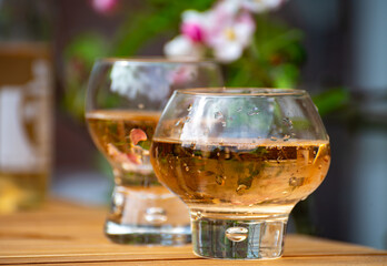 Brut apple cider from Betuwe, Gelderland, in glasses and blossom of apple tree in garden on background on sunny day, apple cider production in Netherlands