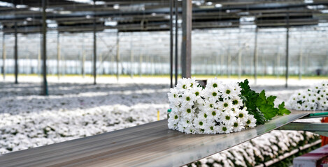 White Chrysanthemum flowers growth in huge Dutch greenhouse, flowers for shops and auctions world...