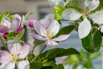 Spring pink blossom of apple trees in orchard, fruit region Haspengouw in Belgium, close up