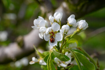 Organic farming in Netherlands, rows of blossoming conference pear trees on fruit orchards in Betuwe, Gelderland