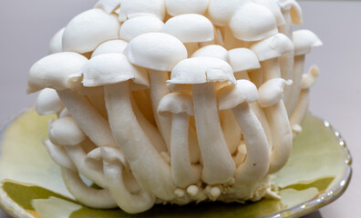 White and brown shimeji edible mushrooms native to East Asia, buna-shimeji is widely cultivated and rich umami tasting compounds
