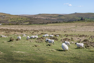 Fototapeta premium Black headed sheep grazing on Dartmoor