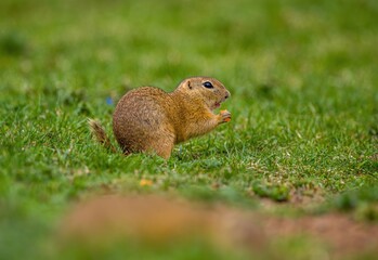 Ground squirrel feeding. Cute funny animal ground squirrel. Green nature background. Cute animal in...