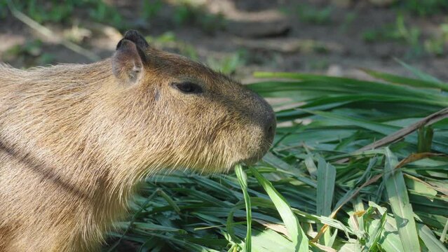 A capybara is a mammal. It is the largest rodent in the world. eating food
