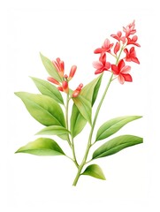Ginger Flower , Bright red ginger flowers amidst a backdrop of tropical greens