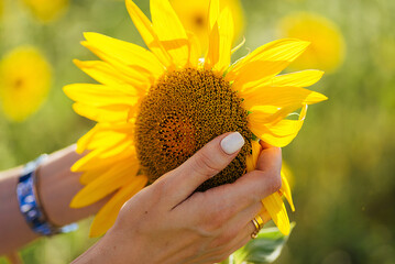 woman's hand holding a sunflower in a field.