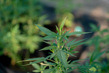 Commercial Cannabis Grow,Marijuana leaves, beautiful background, indoor cultivation