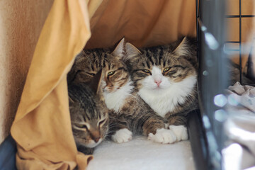 Three Felidae in cage staring at camera with whiskers and fur