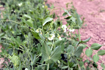 White flowers appeared on the pea plant.
