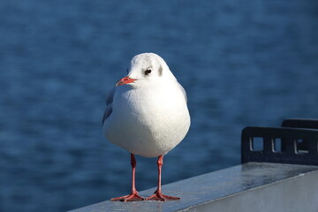 港の防波堤に立つユリカモメ