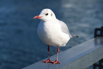 港の岸壁に立つユリカモメ