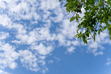 Blue sky and green tree branches on a summer day