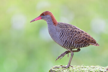grey bird proudly walking on edge of green dirt path, slaty-breasted rail or banded crake