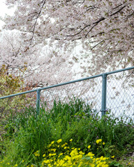 桜とフェンスと黄色い花