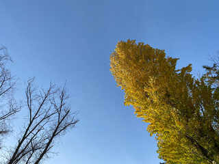 秋空と木