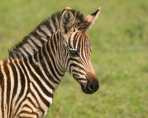 Fototapeta na wymiar Close-up of Juvenile Zebra