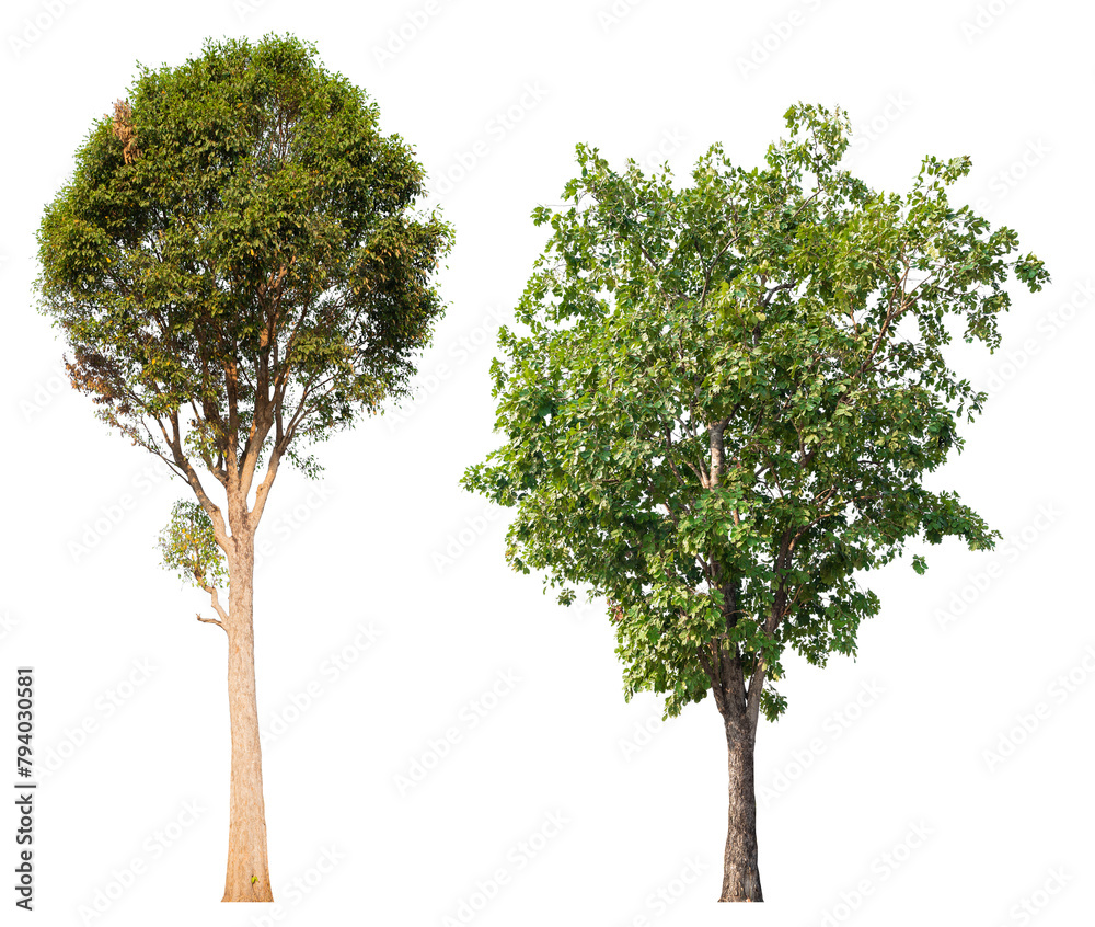 Poster collection tree png transparent background