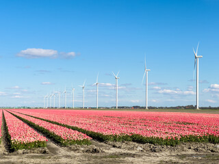 Bright pink tulip fields, rows of flower bulbs in bloom with large windmills, turbines under blue sky in Holland, Netherlands in spring