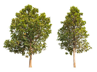 collection tree PNG transparent background 